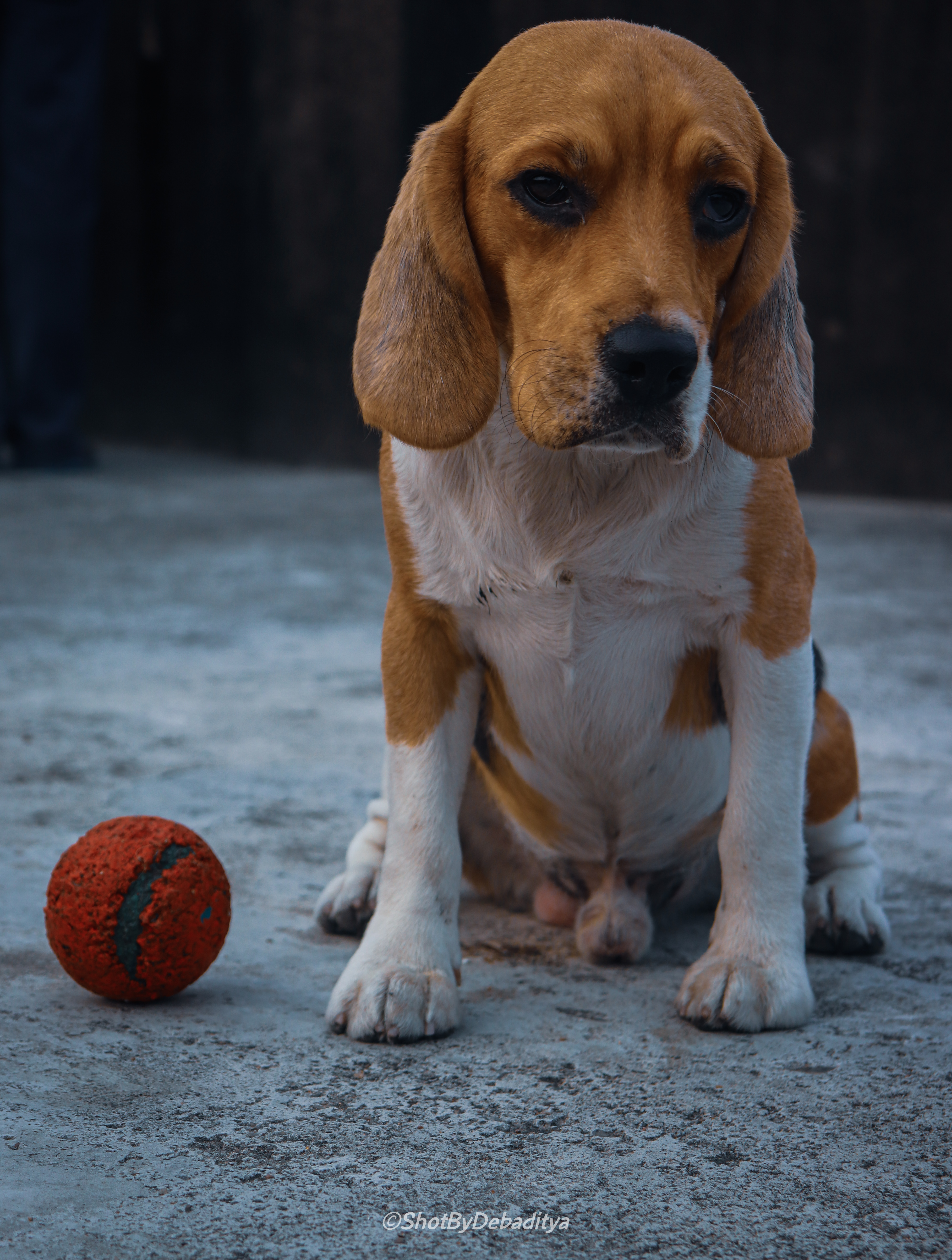 Beagle
